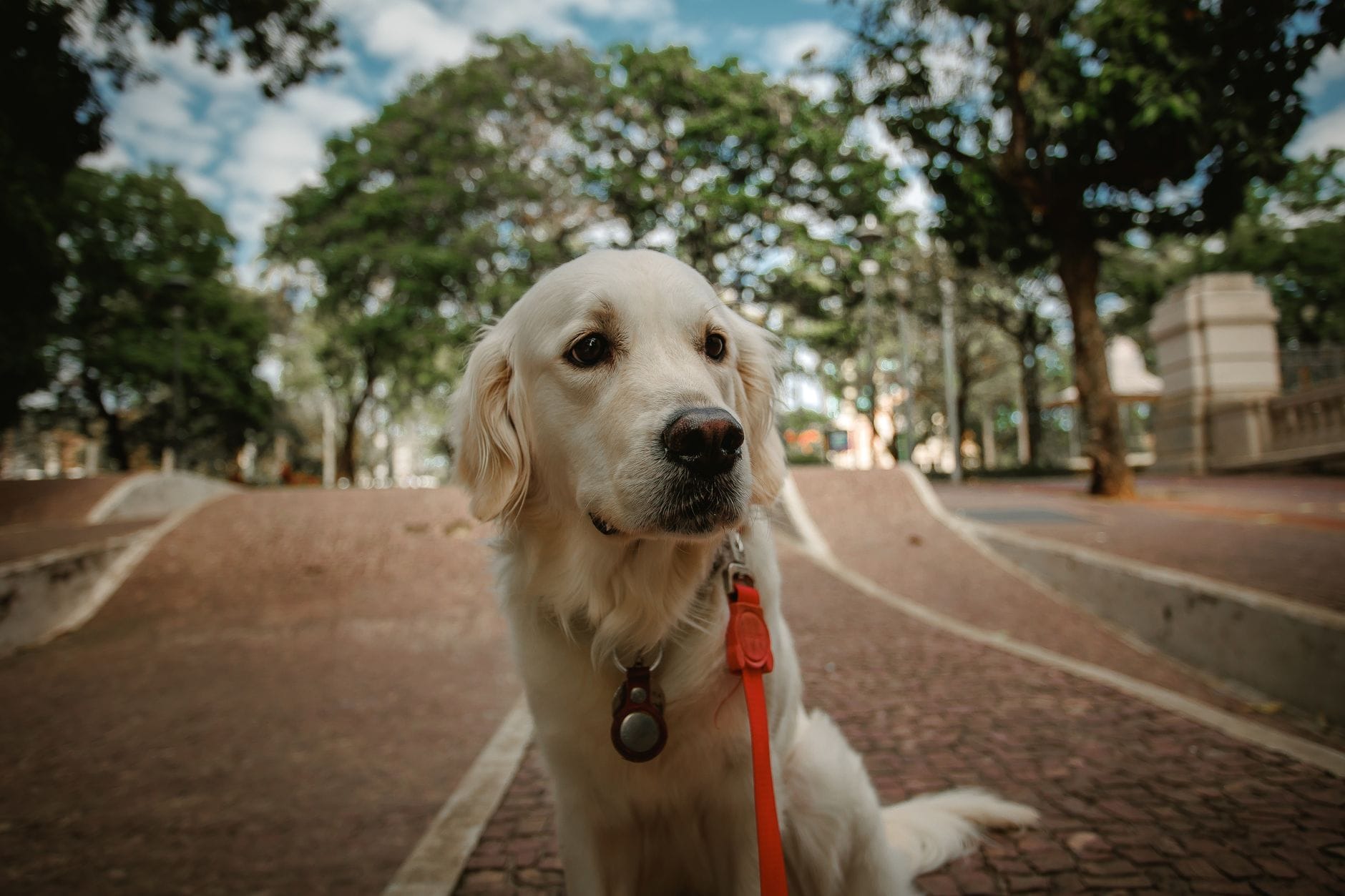 Golden retriever na smyczy podczas spaceru w miejskim parku