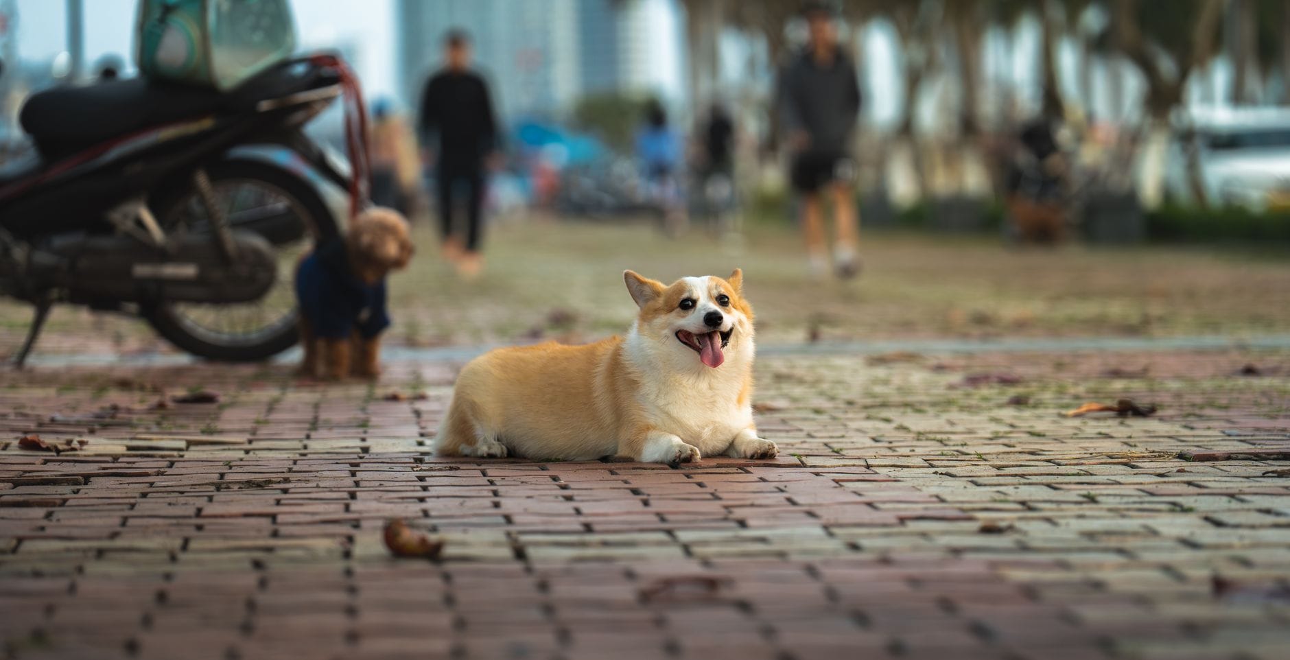 Radosny corgi leży na miejskim chodniku obok ludzi i motocykli